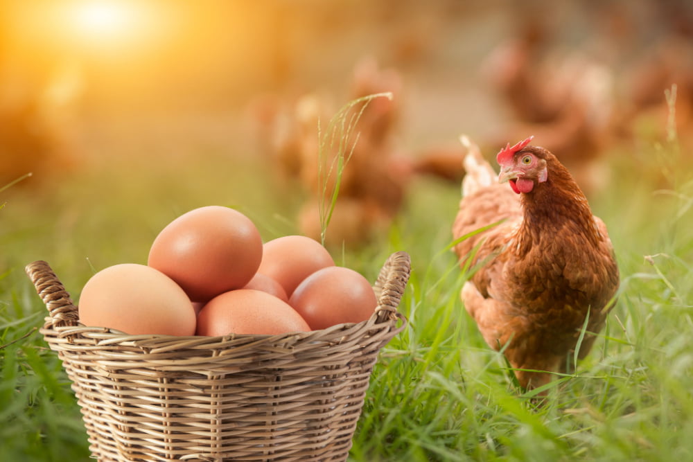 Traders respond to increased demand for eggs with price hike