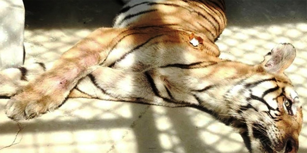 Three tigers die in cage of Parsa National Park