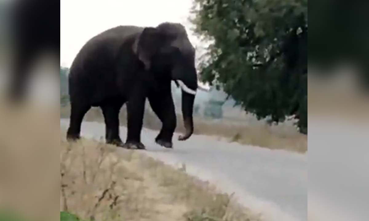 Wild elephants destroy paddy, plantain