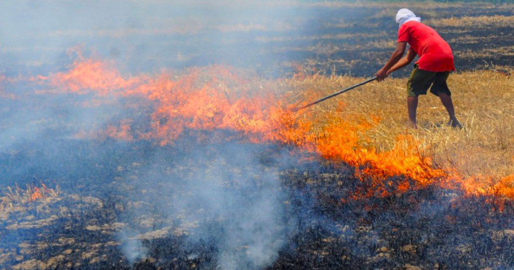 Fire destroys wheat crop in Kanchanpur, Kailali