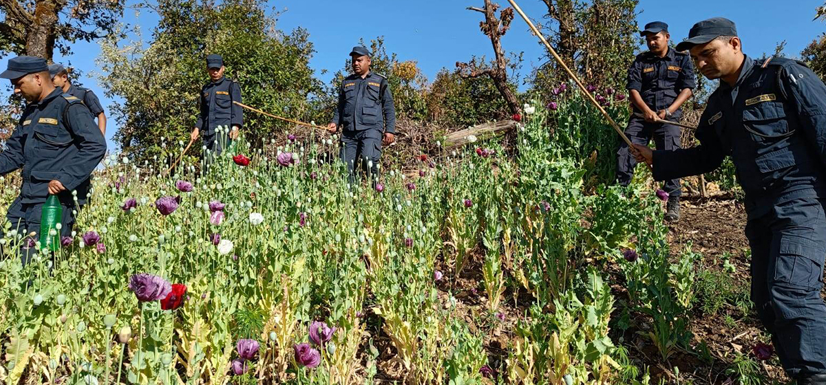 Illegal opium cultivation on 172 ropanis of land destroyed in Rukum Paschim