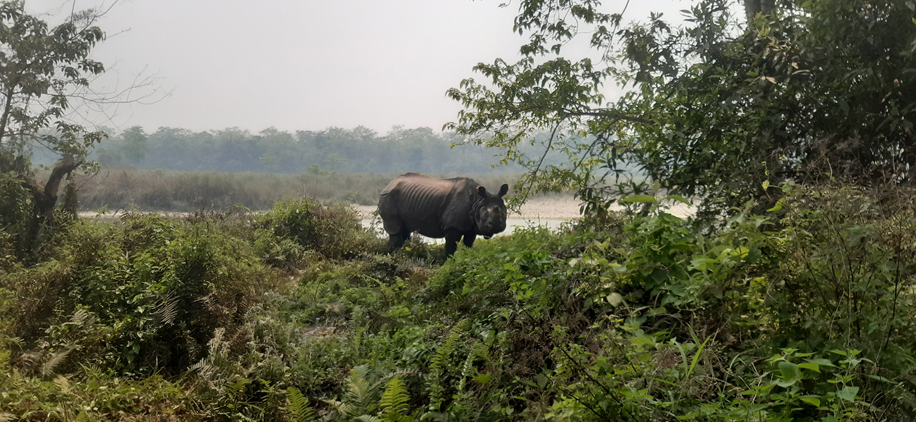 109 one-horned rhinos relocated, 26 gifted to different countries in 38 years