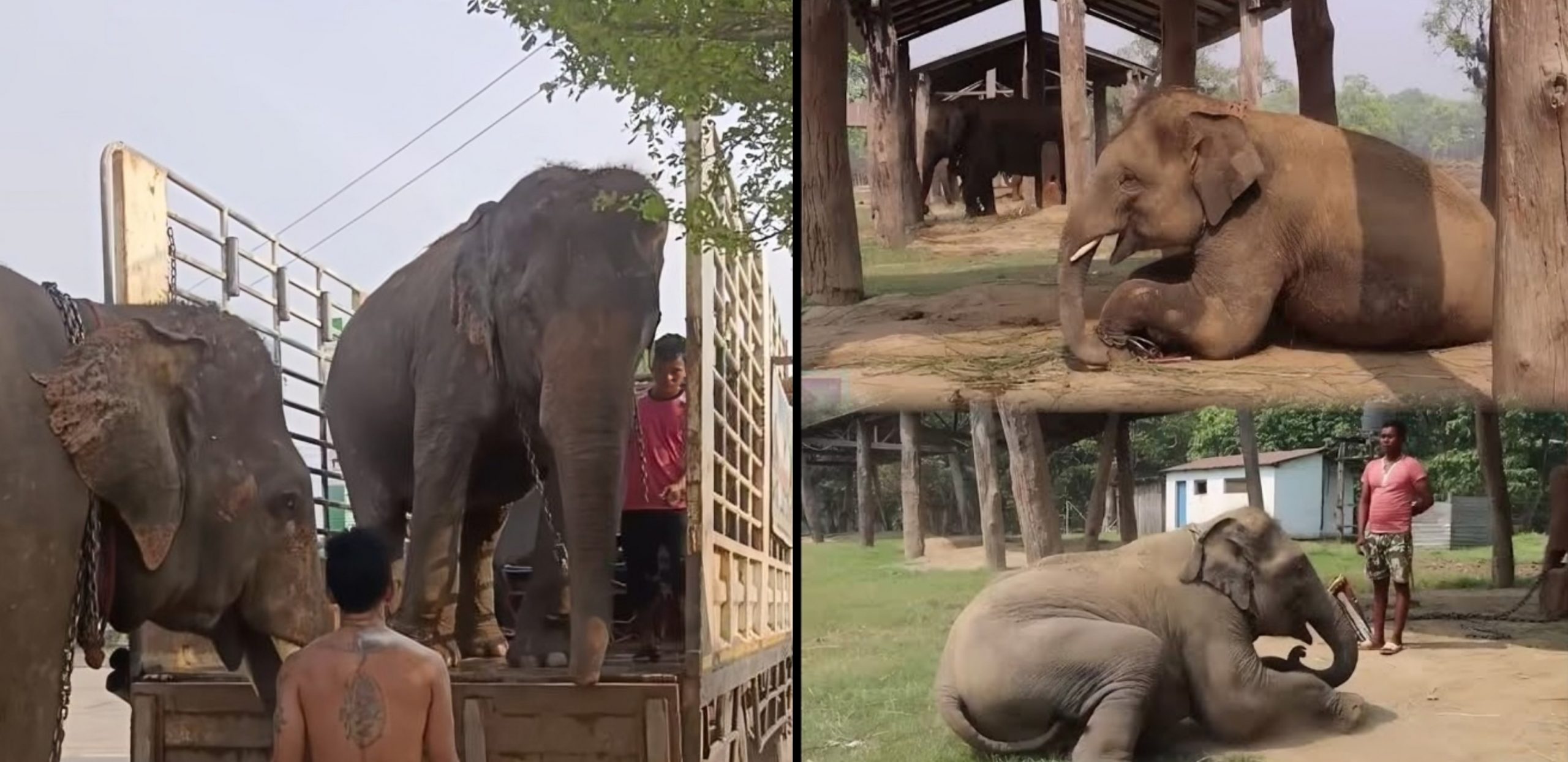 Another video goes viral on social media, elephant has not been sent to Qatar