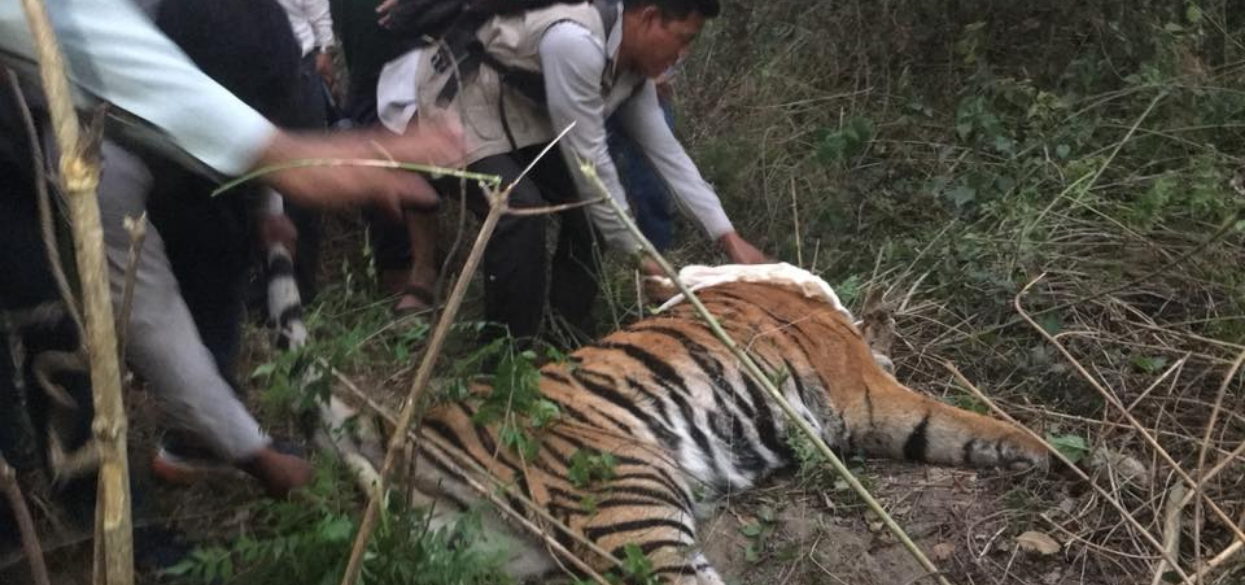 One held for allegedly involved in tiger poaching