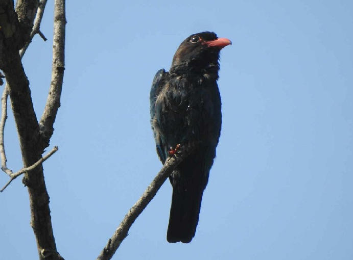 New species of bird found in Ghodaghodi