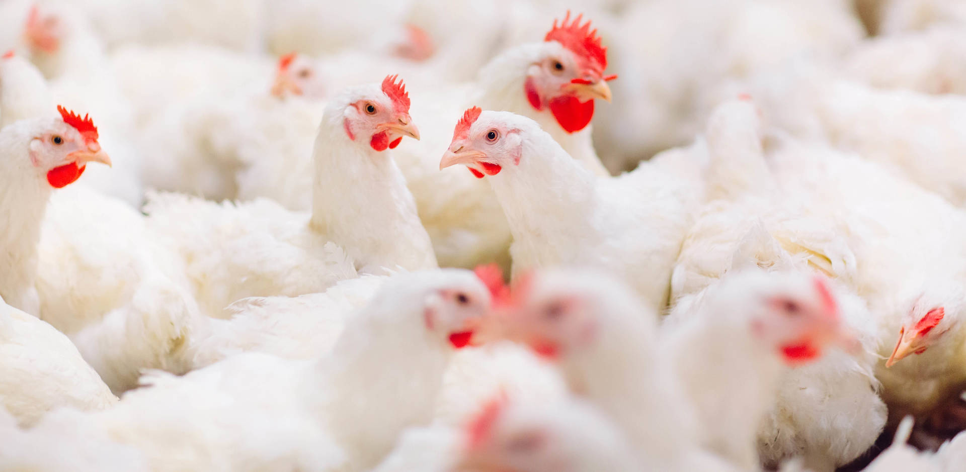 Chicken diseases do not spread to humans, clarifies Nepal Veterinary Association