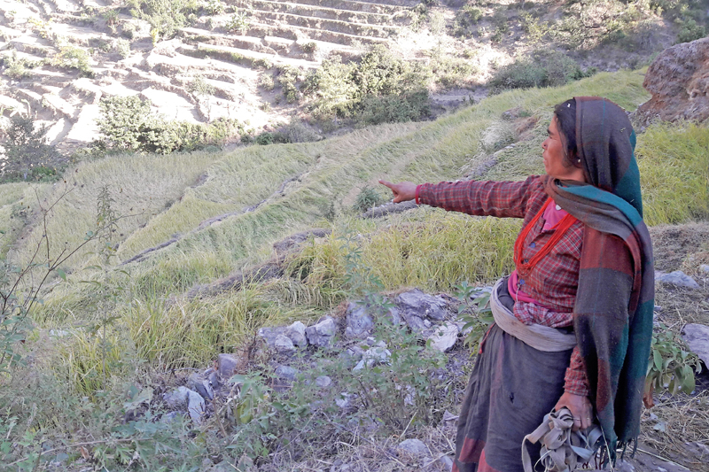Drought takes toll in Humla; crops dry up in fields