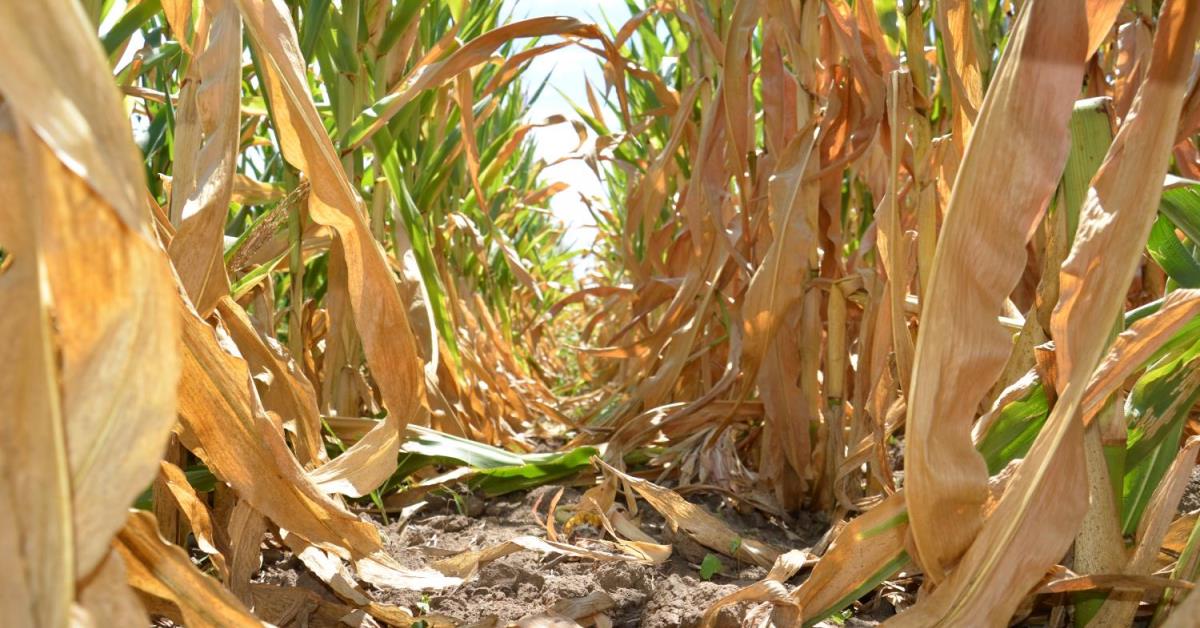 Drought drying up corn plants