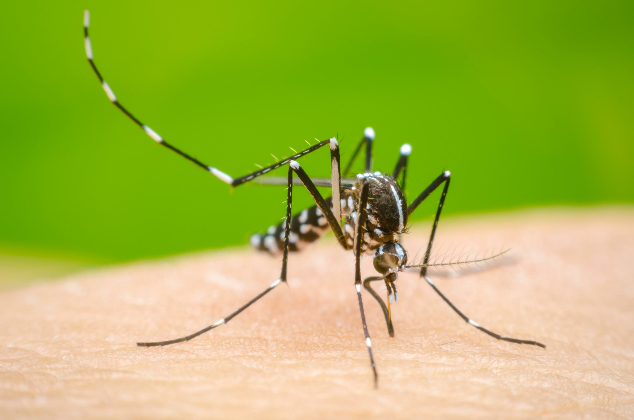Dengue cases surge across 57 districts, Health Ministry urges precautions