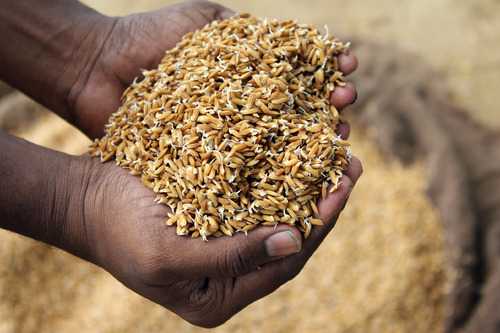 Farmers receive 130 quintals of improved seeds