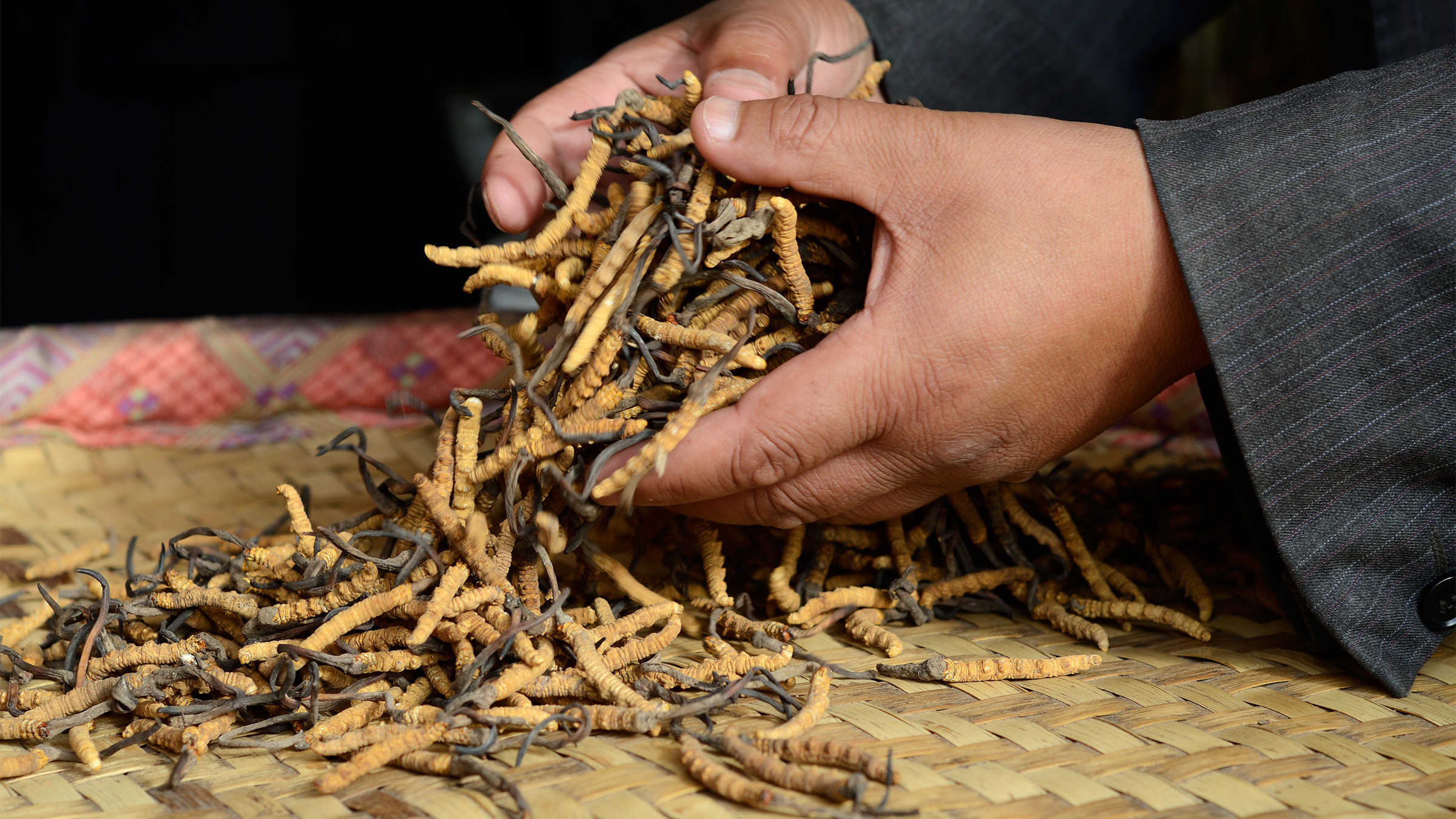 Yarsagumba collection begins in Mustang’s high pastures