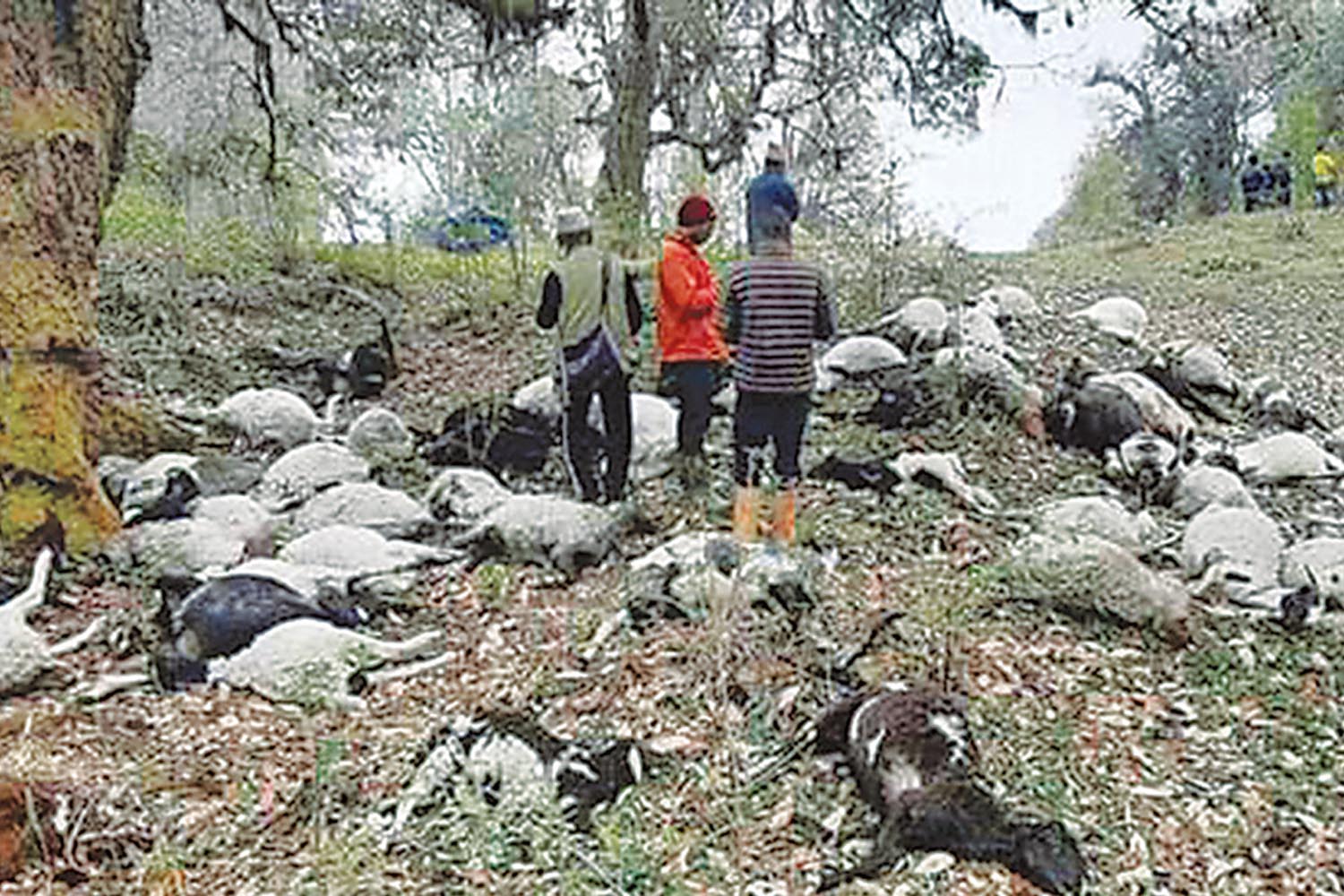 Lightning strike kills 72 sheep in Sankhuwasabha