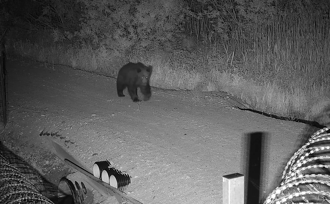 Bear attacks Lithuanian border fence before swimming away in river