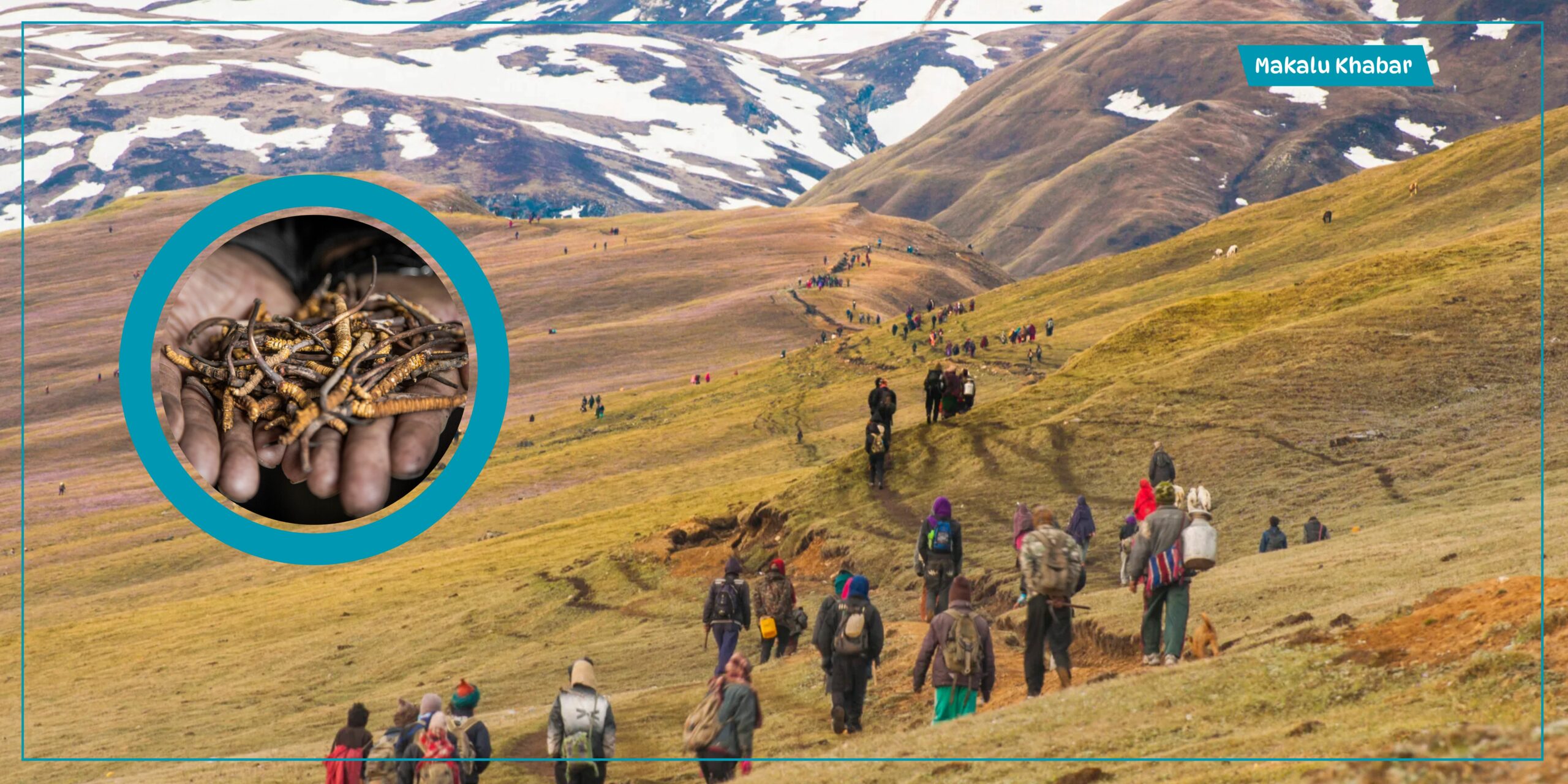 Chhekampar folks flock to highlands to pick Yarasagumba