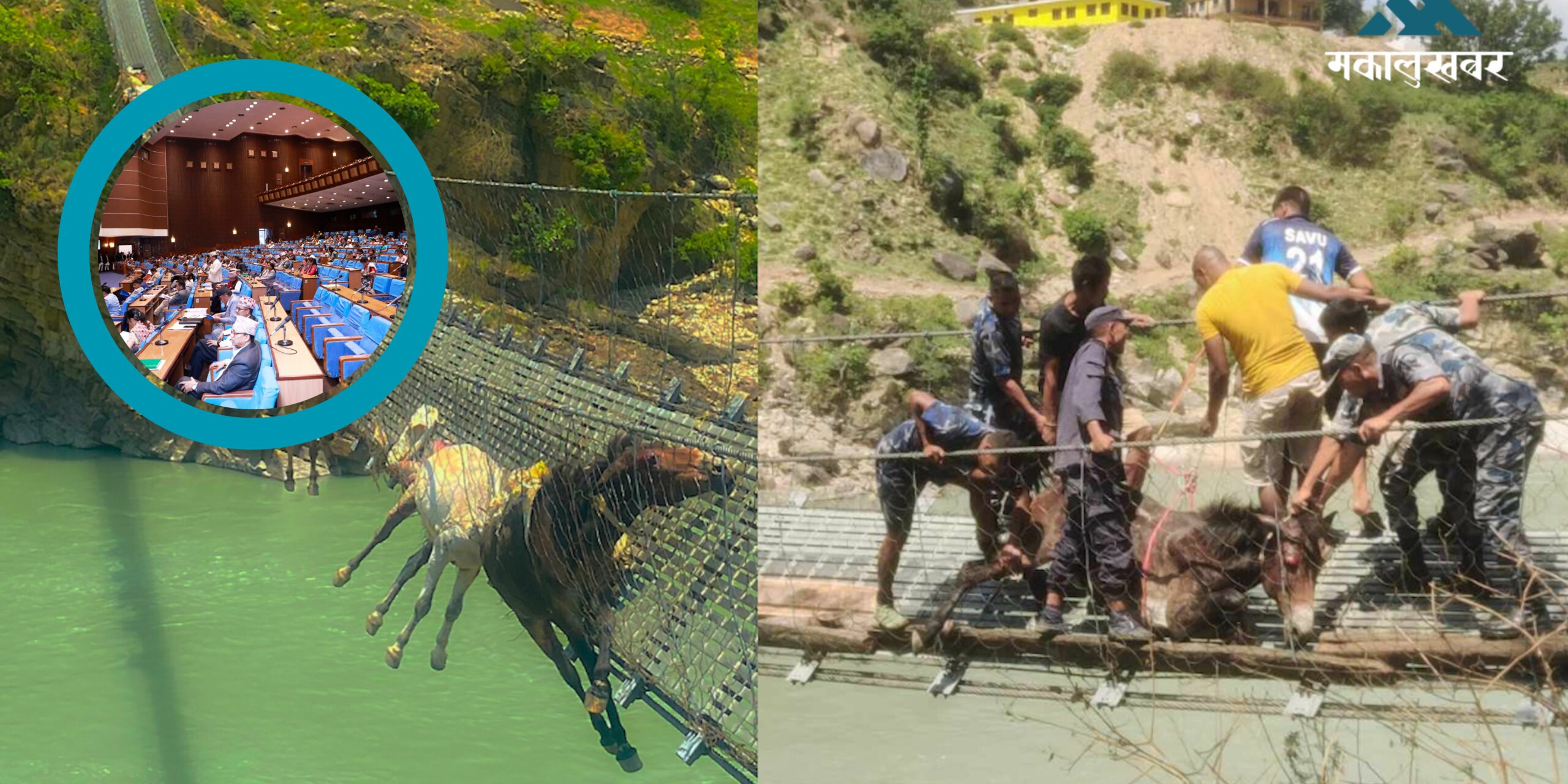 Parliament raises issue of mule rescue from broken bridge