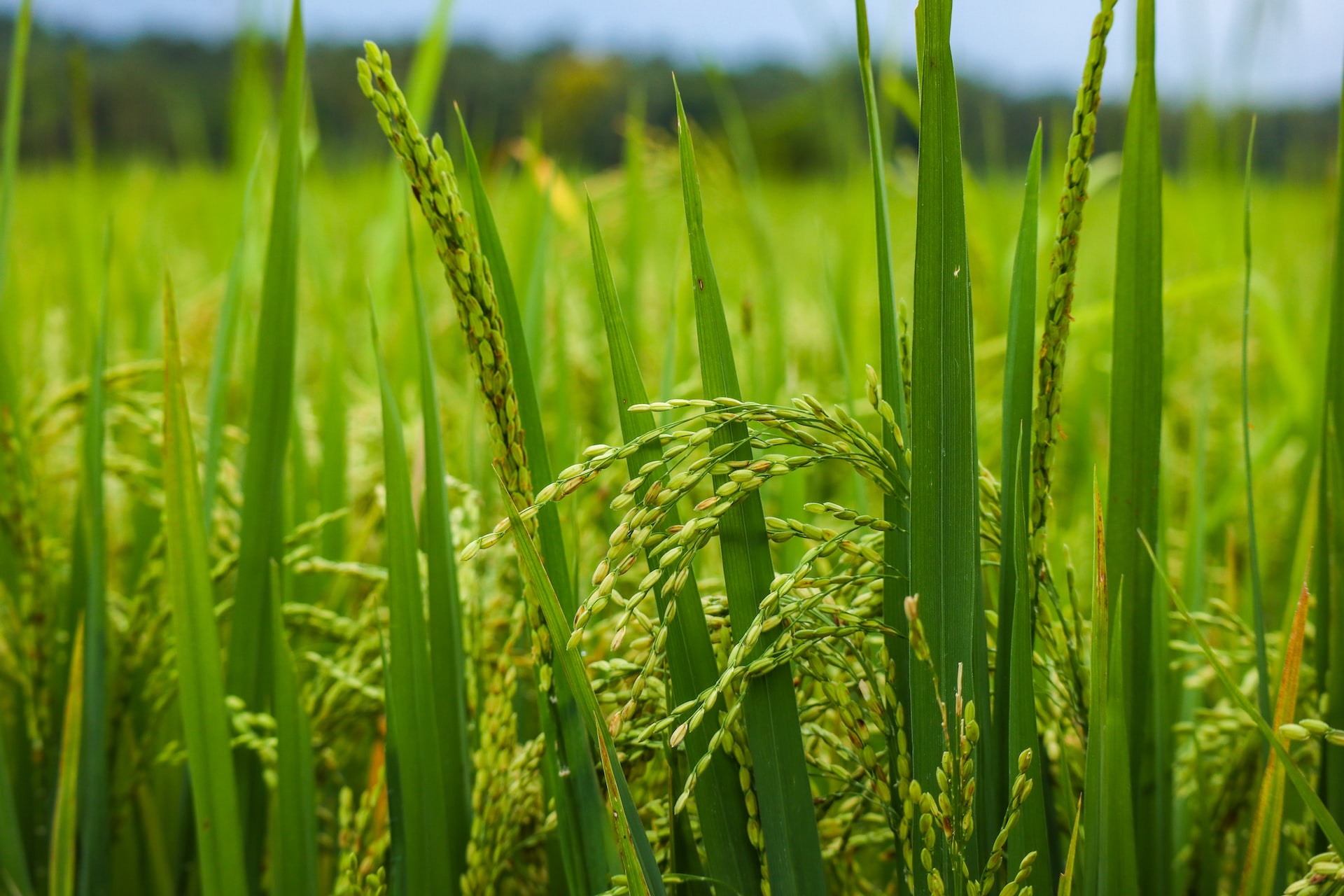 Paddy production down in Bagmati province