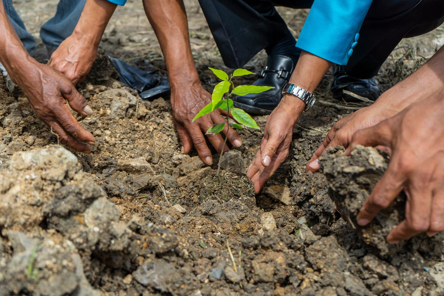 Bangladesh launches mega tree planting campaign