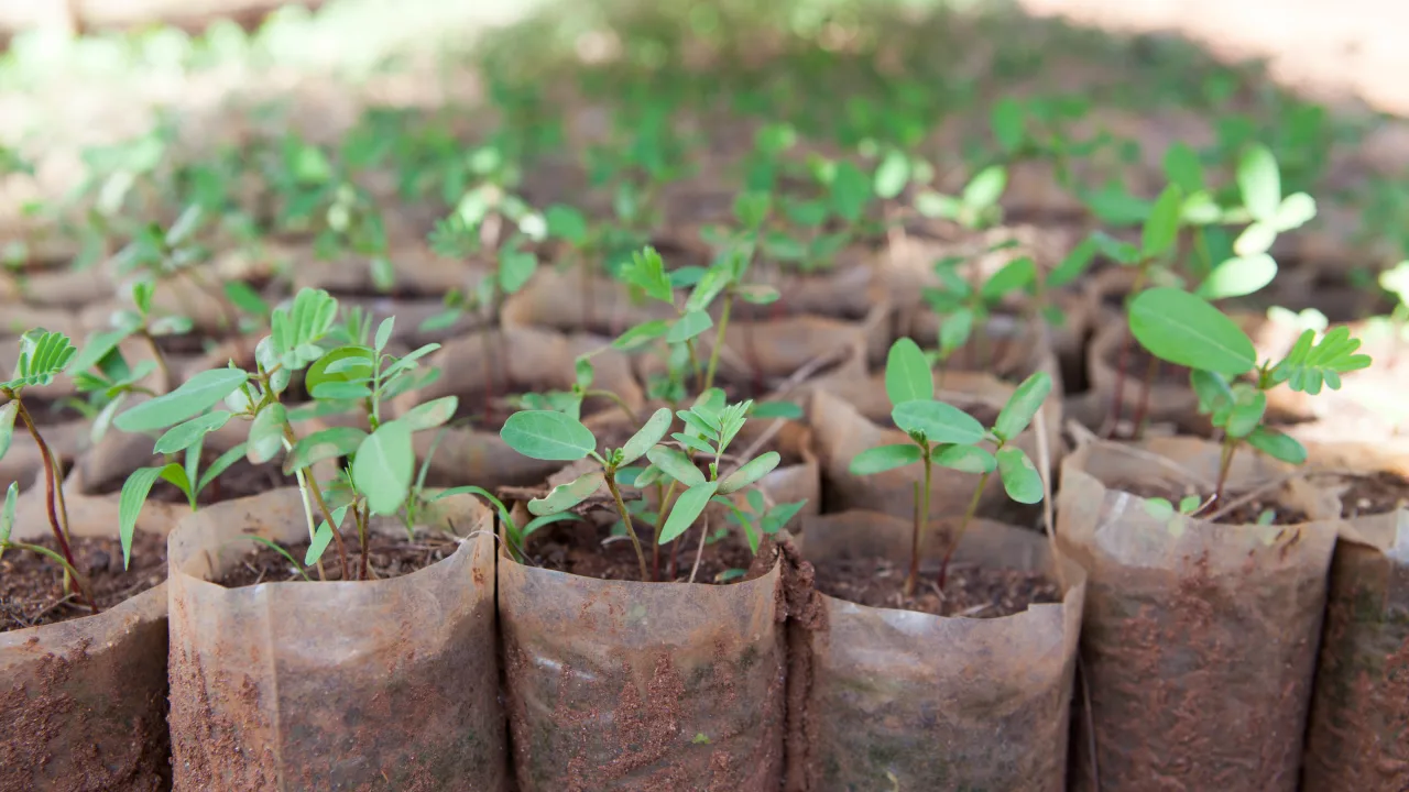 160,000 saplings to be distributed freely for soil erosion control