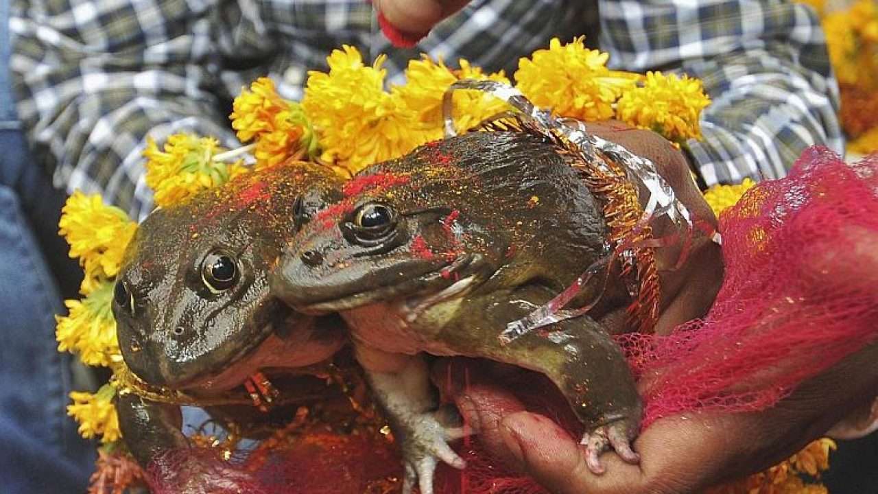 Frog wedding held in Dhangadhi to invoke rainfall