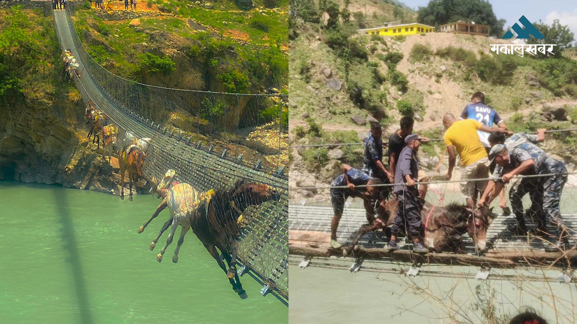9 mules stuck in suspension bridge rescued after 9hrs, 2 dead (video)