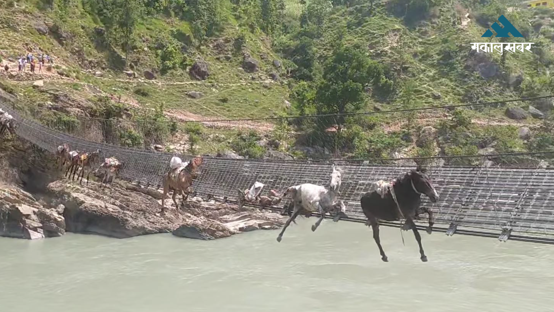 13 mules stuck in suspension bridge