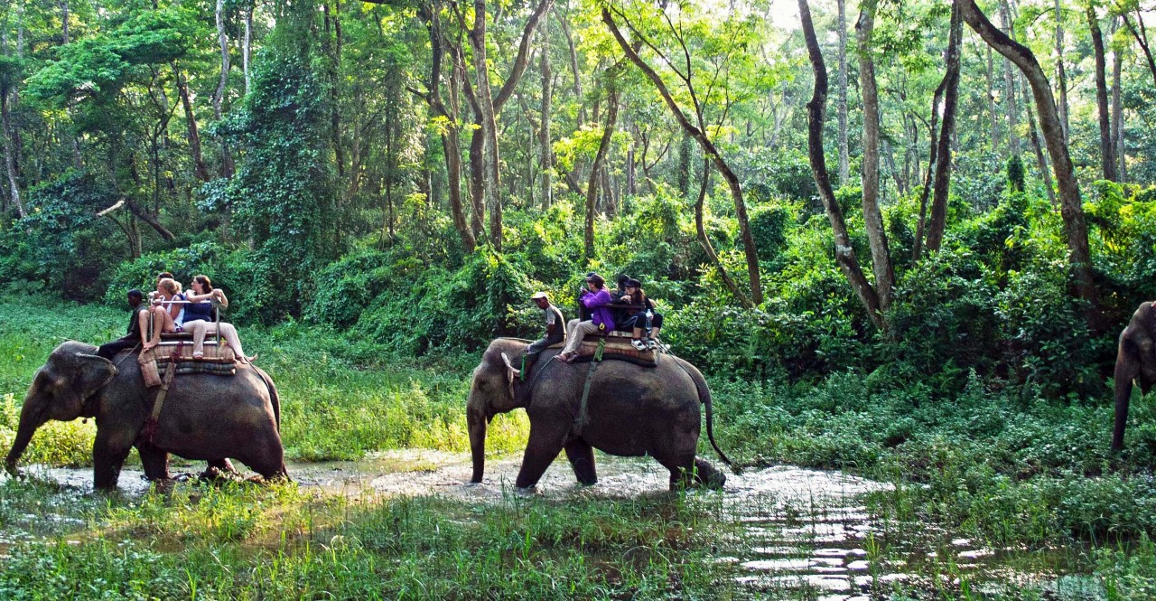 CNP to welcome eight elephant calves this year