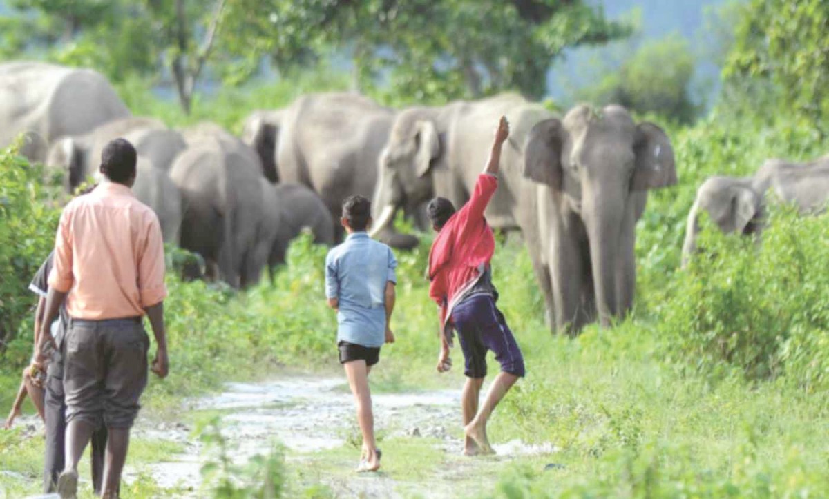 Over 20 million for compensation to wildlife victims in Chitwan