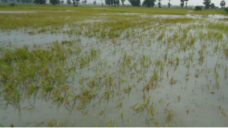 Over 10,000 acres of monsoon paddy submerged in Myanmar’s Kyonpyaw
