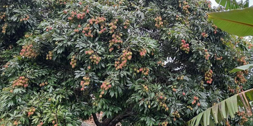 Khotang produces 168 metric tonnes of litchi