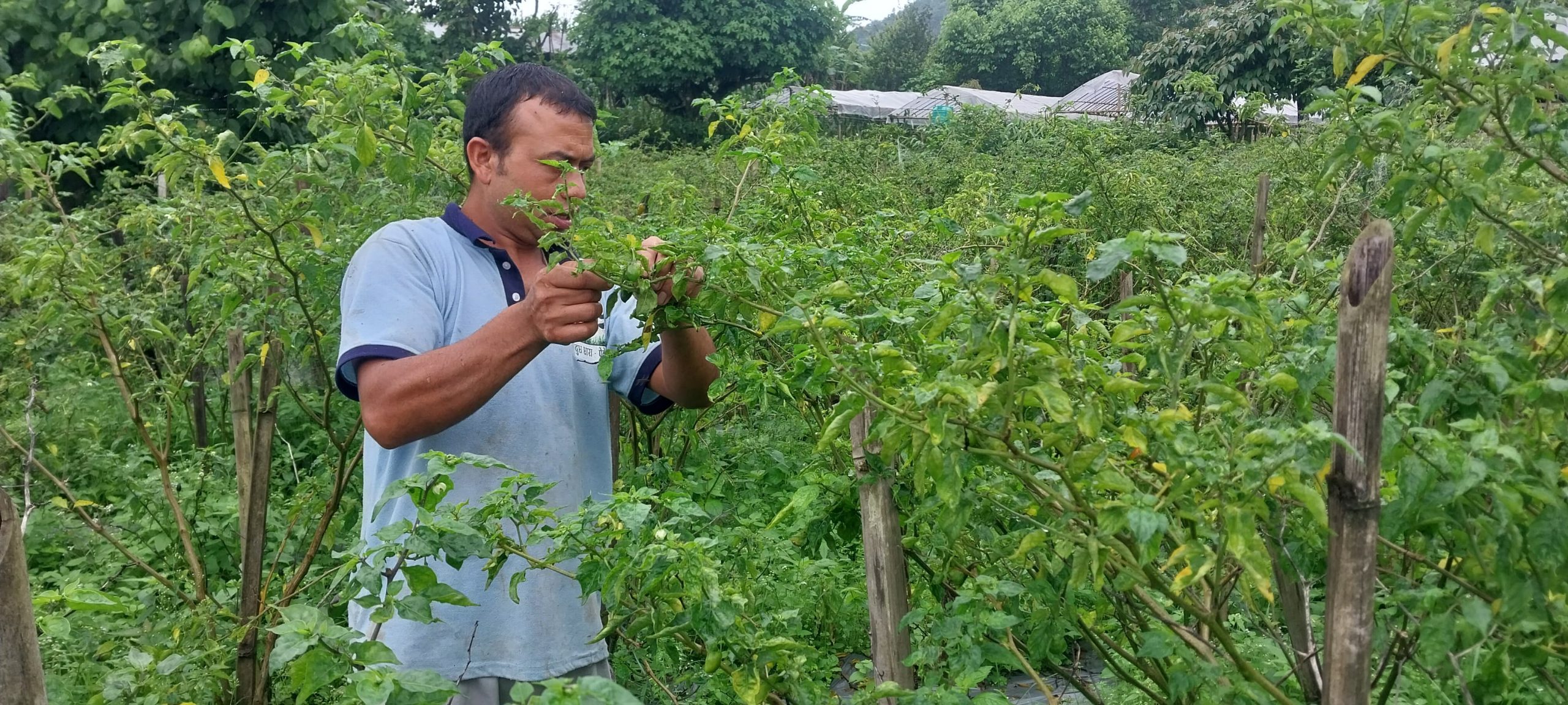 Returnee migrant makes good income from Akabare chilly farming