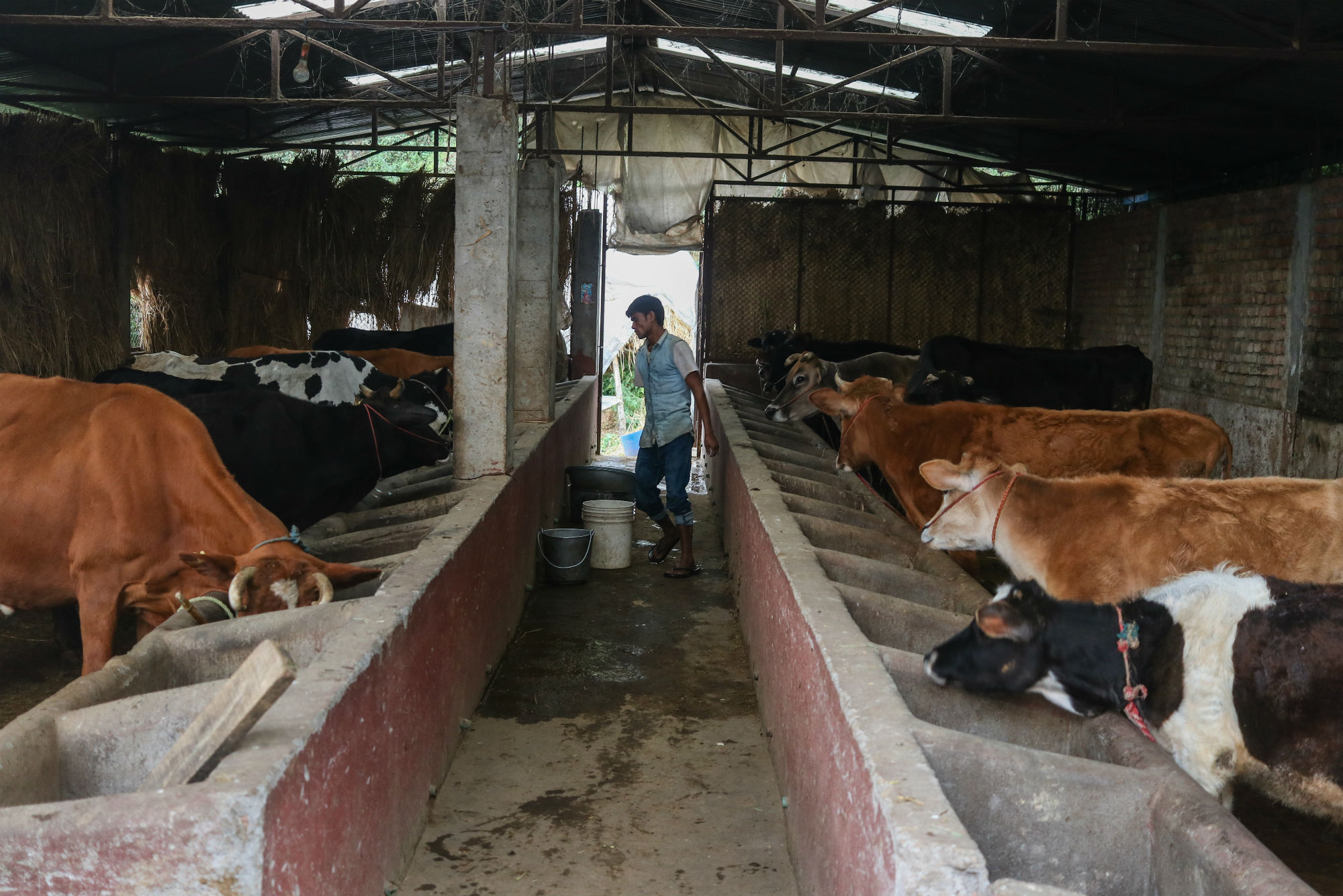 Gandaki State government provides grant of Rs 30 million to dairy farmers