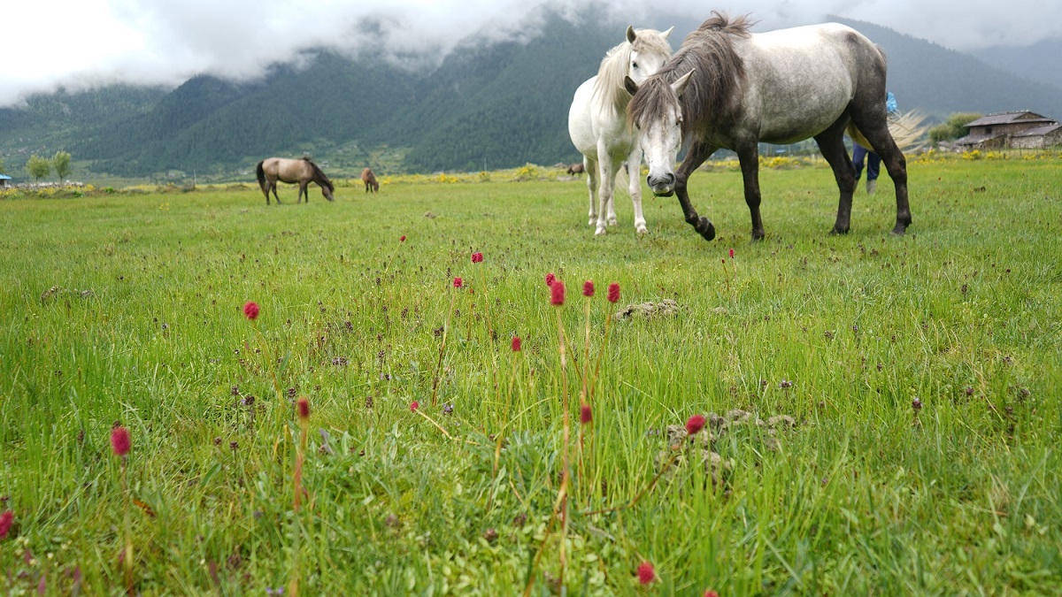 Tranquil meadows & majestic mountains: A scenic paradise