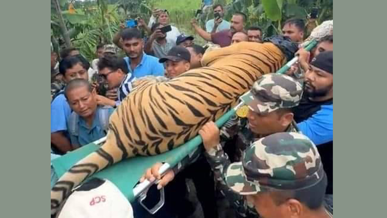 Man-eating tiger captured in Kanchanpur