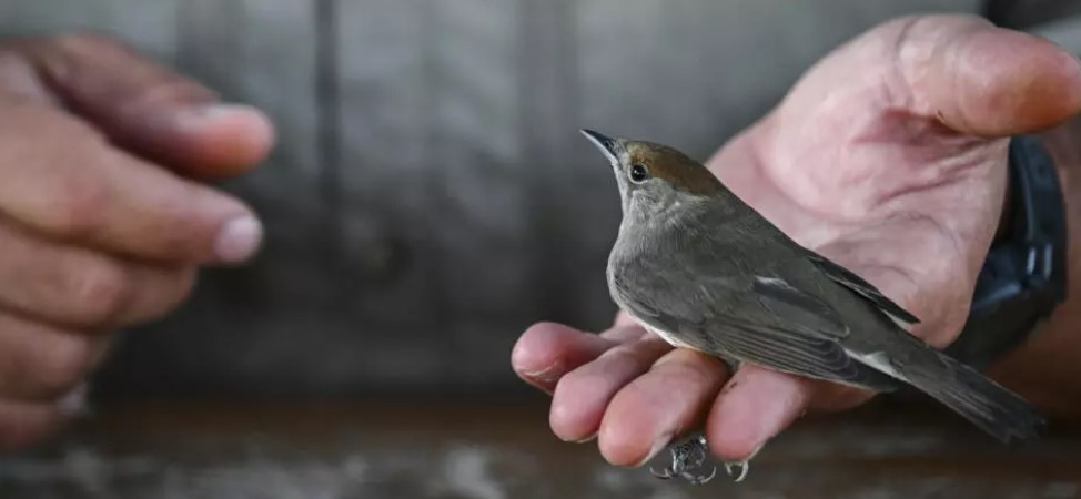 On remote Greek island, migratory birds offer climate clues