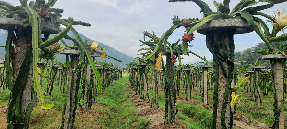 Returnee migrant opts for dragon fruit farming