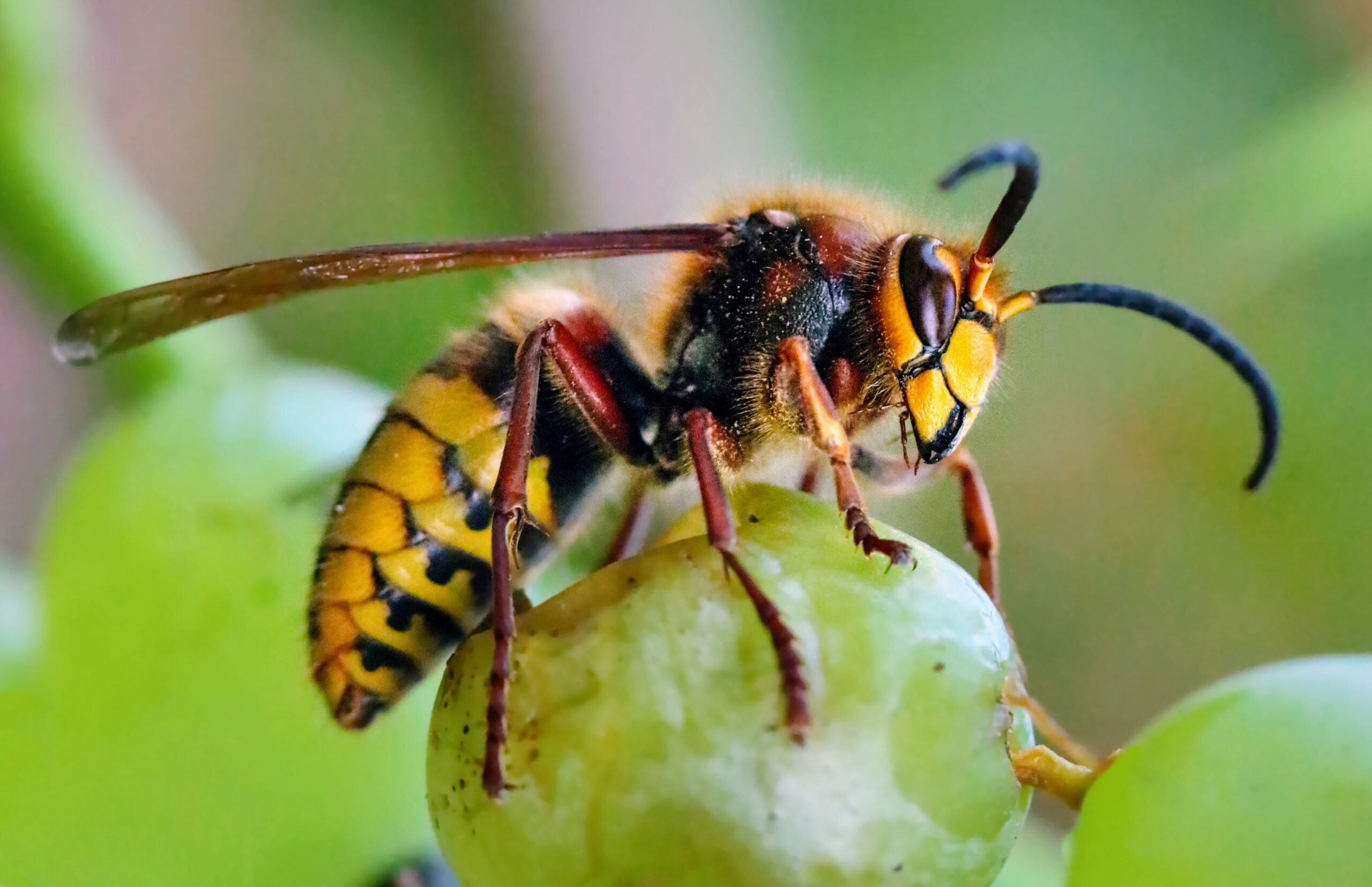 Why it is necessary to protect hornets?