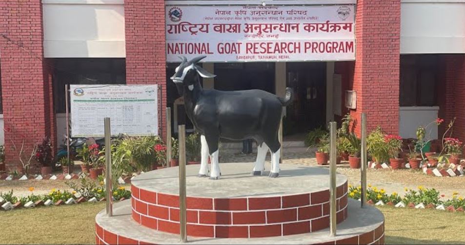 Bandipur goat research station gaining identity of agriculture research