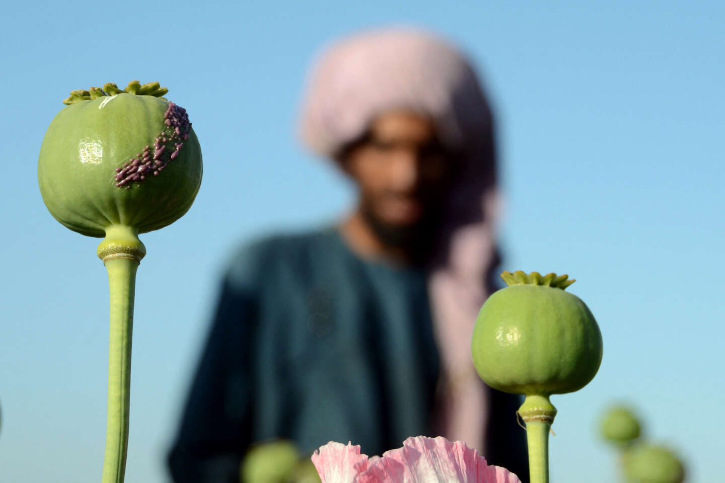 9 people with 150 kg poppy detained in S. Afghanistan