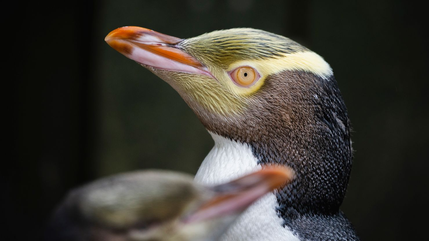 Yellow-eyed penguin wins New Zealand’s bird of the Year 2024 for the 2nd time