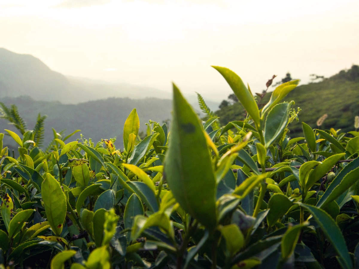 Tea export to India increases by 52 per cent