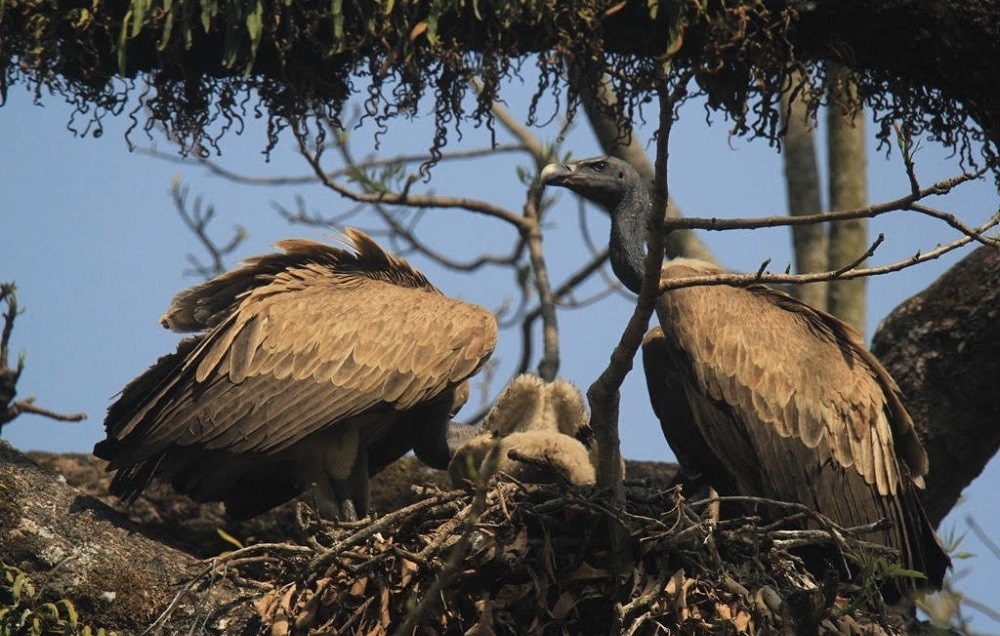 Number of vultures up by 22 per cent in Pokhara and surrounding areas