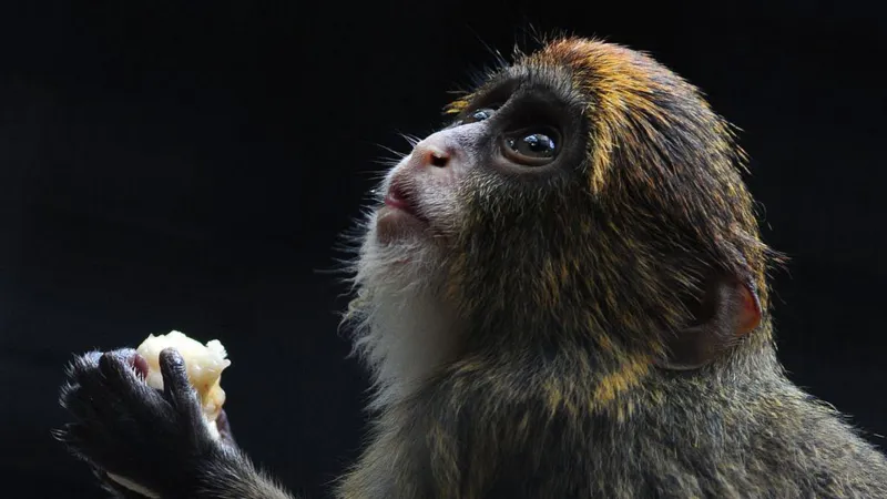 Twelfth monkey dies in HK zoo amid bacterial outbreak