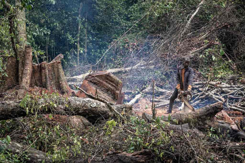 From Bolivia to Indonesia, deforestation continues apace