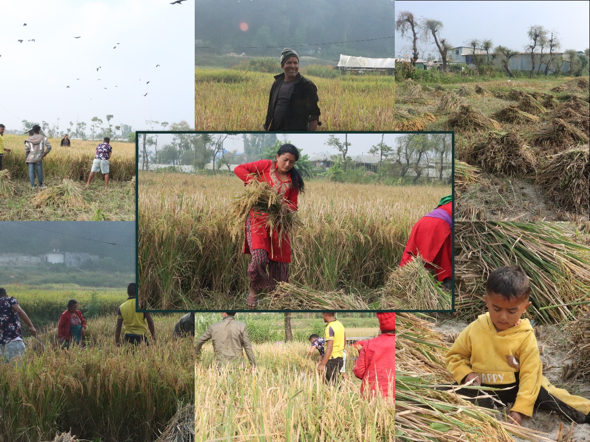 Bhaktapur farmers busy harvesting paddy (photos)