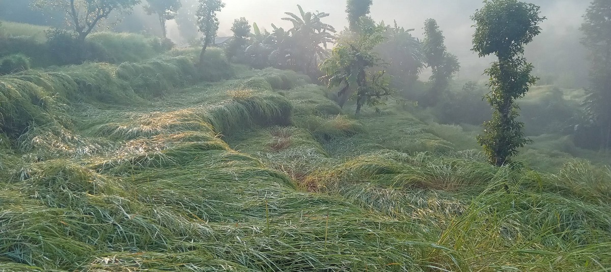 Hailstone damages harvest time paddy