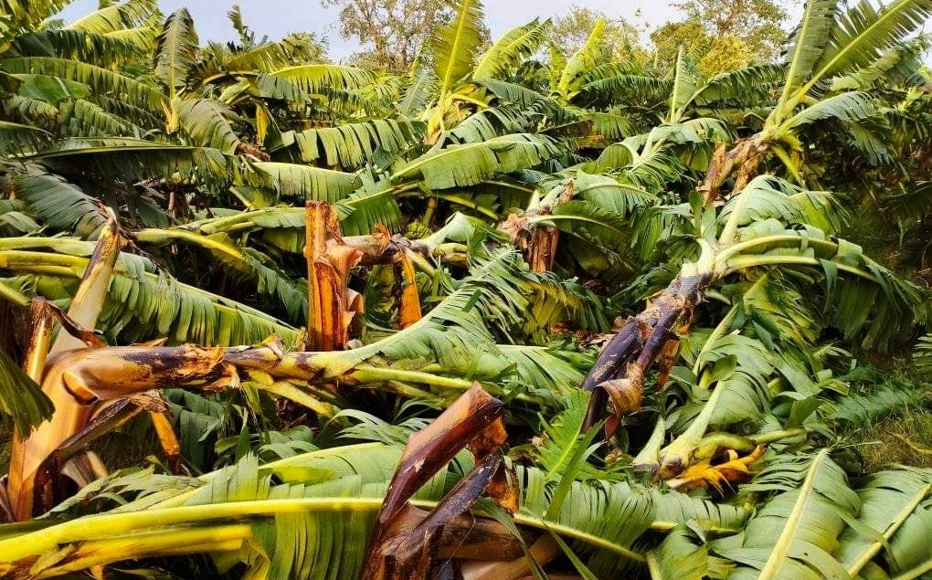 Banana farmers incur loss from recent flooding in Sunsari