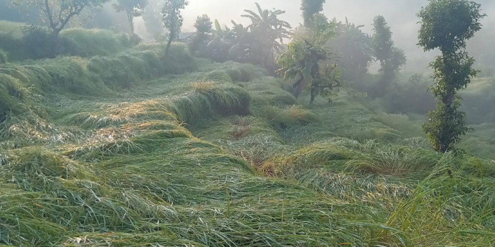 Hailstones damage harvest time crops planted on 355 ropanis