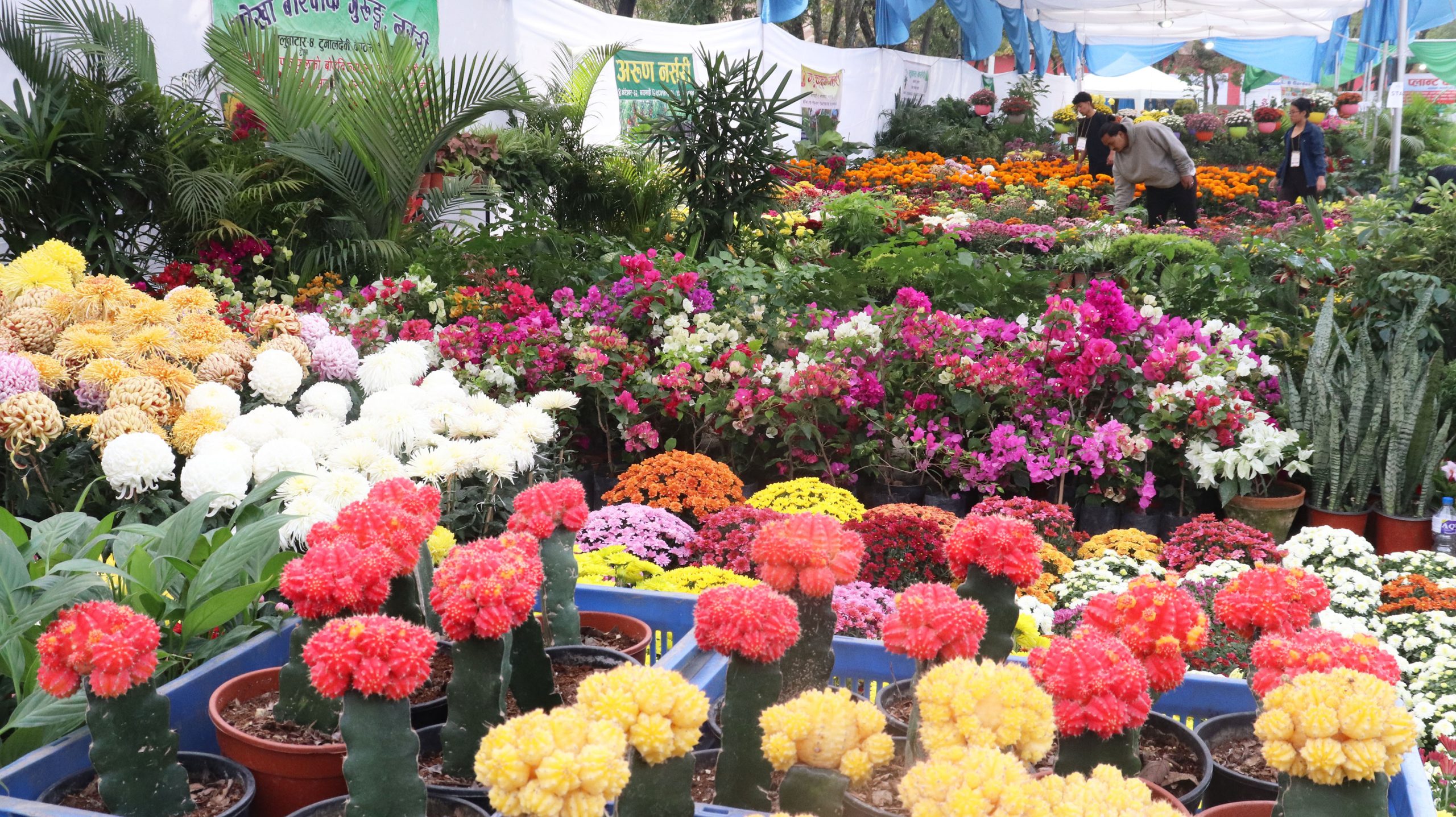 Floriculture business suffers damage worth 150 million