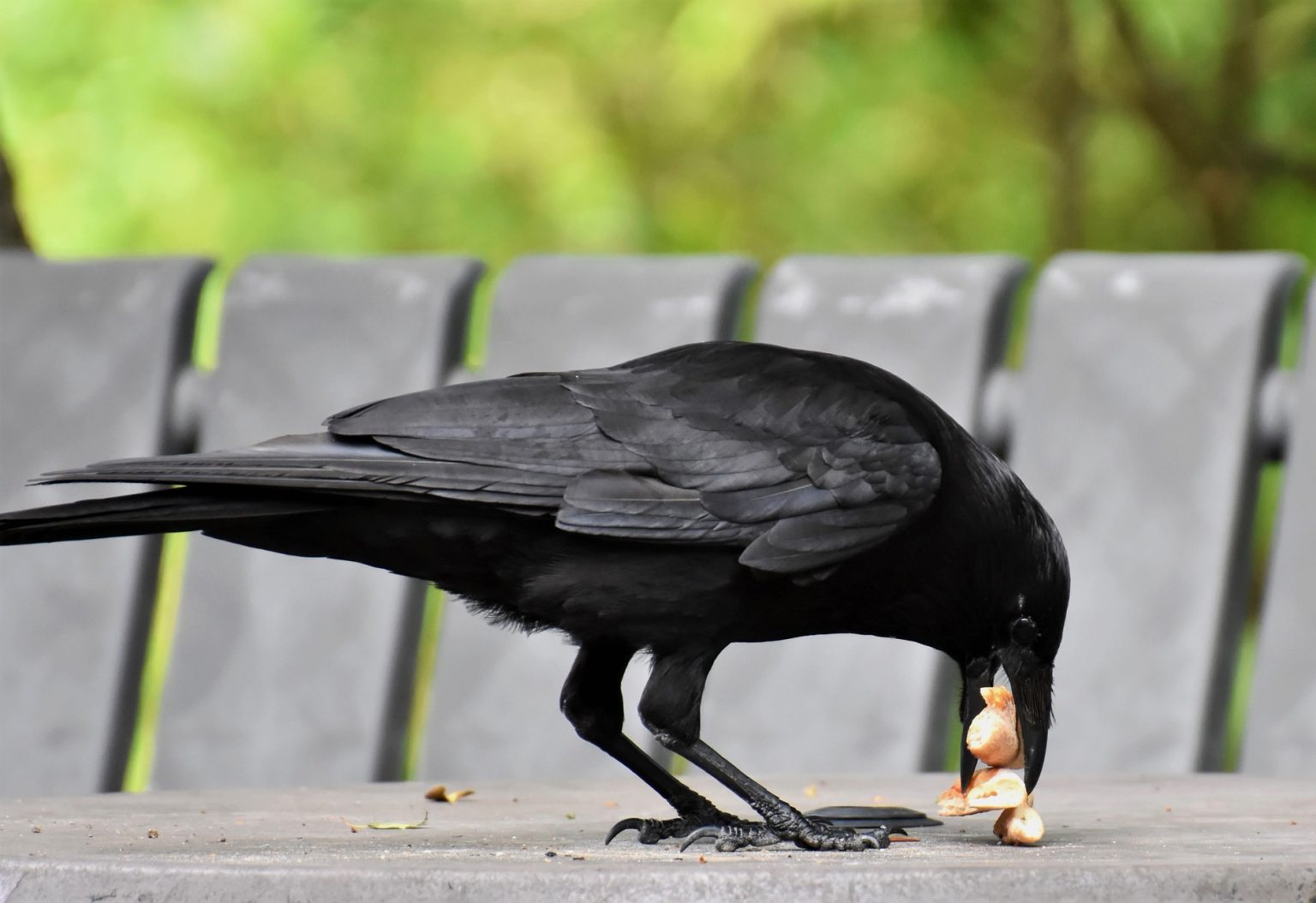 Tihar: Crow worship observed as part of Kaag Tihar celebrations