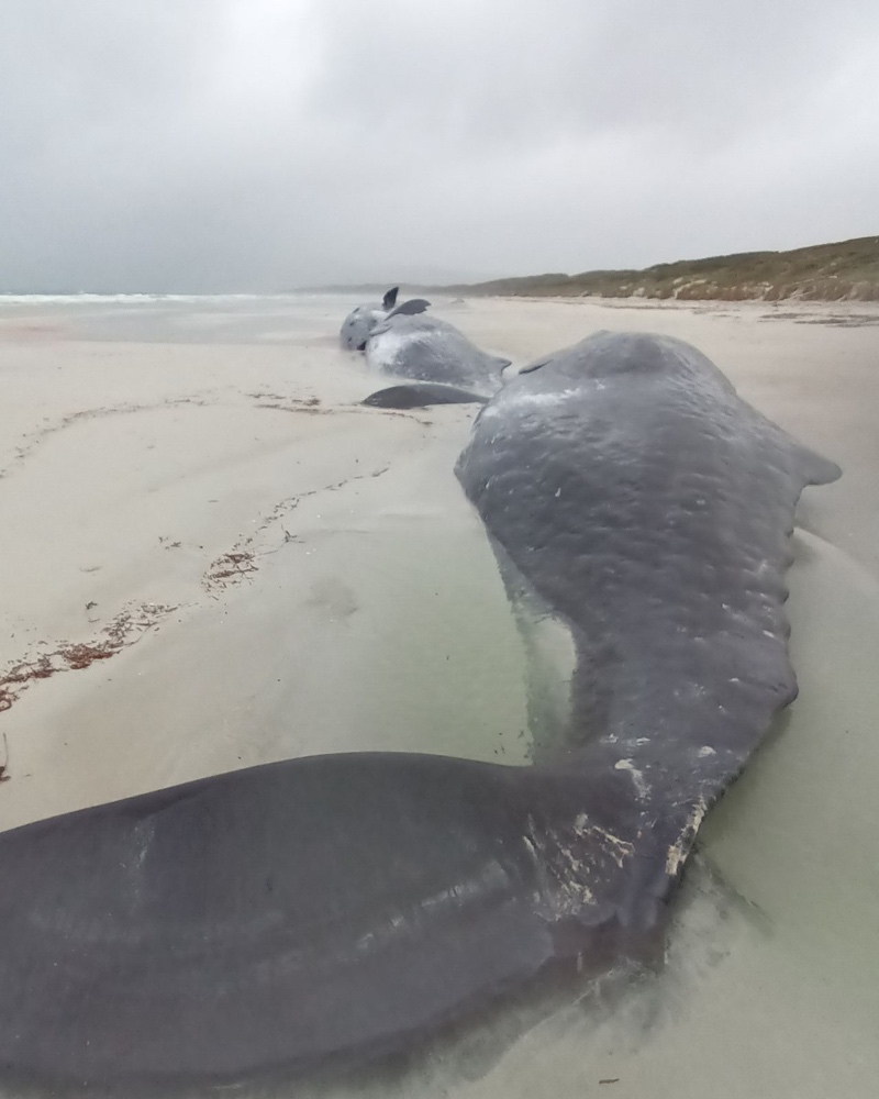 Five sperm whales dead after stranding on Australian island